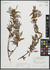 Foto von Salix alba L.